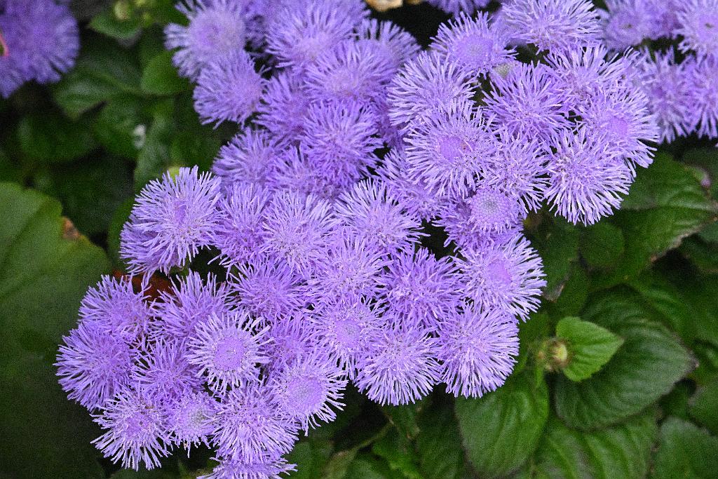 2025-06098864 Pointe Rok Neighborhood, MA.JPG - Floss Flower (Ageratum houstonianum). Pointe Rok Neighborhood, MA, 6-9-2025